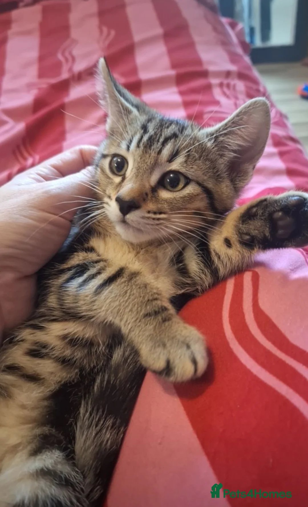 Mixed Breed cats for sale: 3 beautiful kittens for sale. - Advert 2