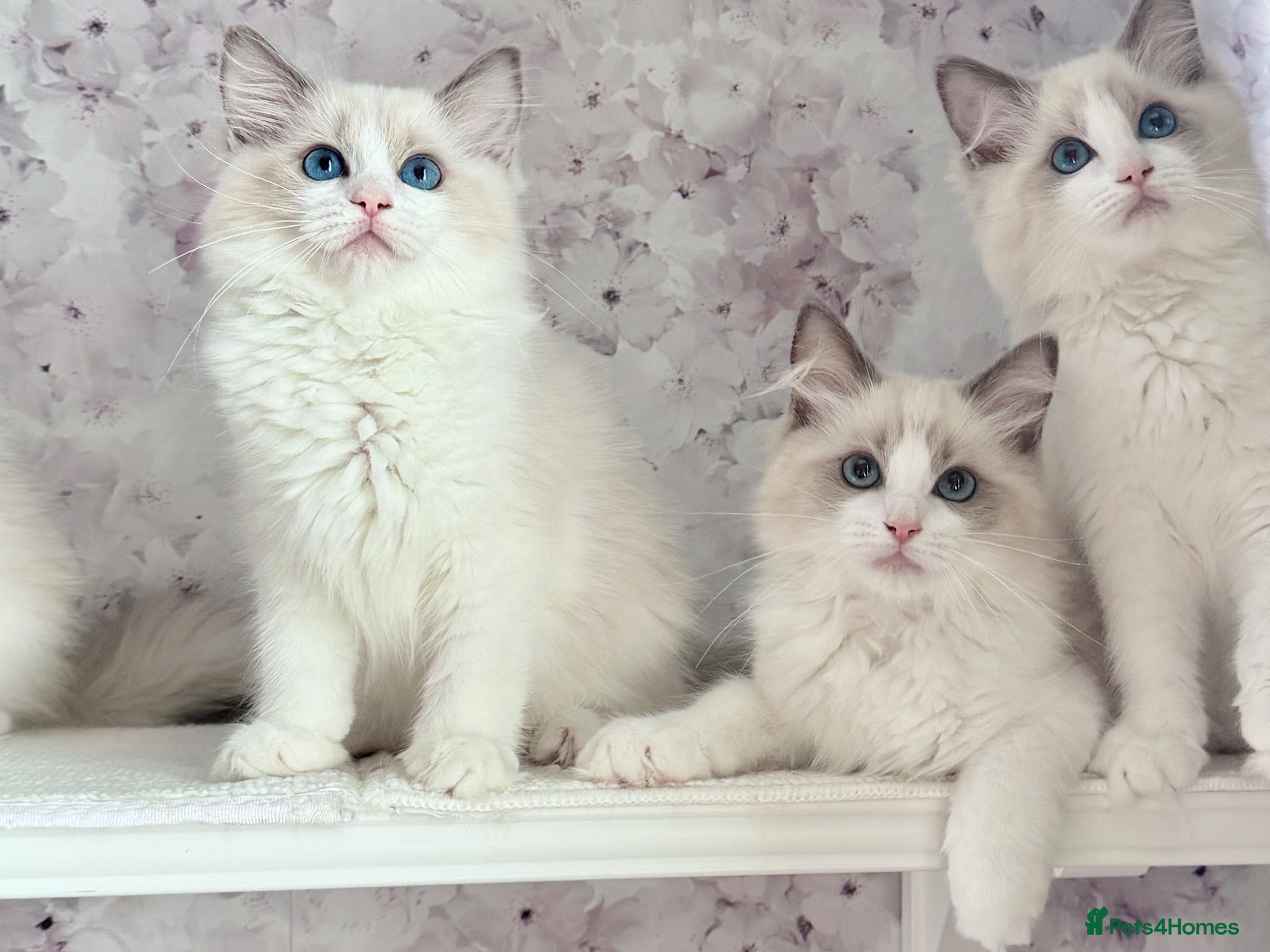 Ragdoll cats 🐾🩷*TICA REG* EU RAGDOLL KITTENS🌟 DNA CLEAR 🩵🐾 - Advert 13