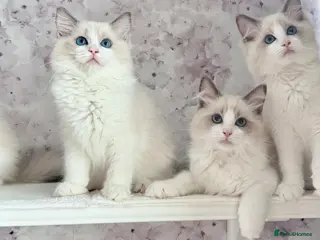 Ragdoll cats 🐾🩷*TICA REG* EU RAGDOLL KITTENS🌟 DNA CLEAR 🩵🐾 - Advert 5