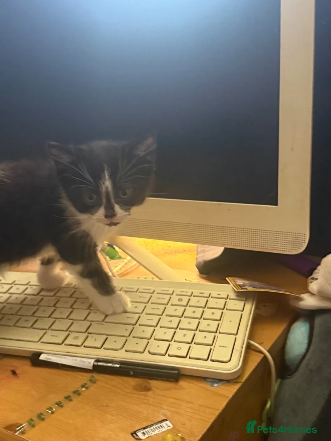 Mixed Breed cats for sale: 3 black and white kittens  - Advert 5
