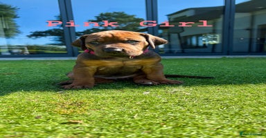 Rhodesian Ridgeback dogs - Advert 4