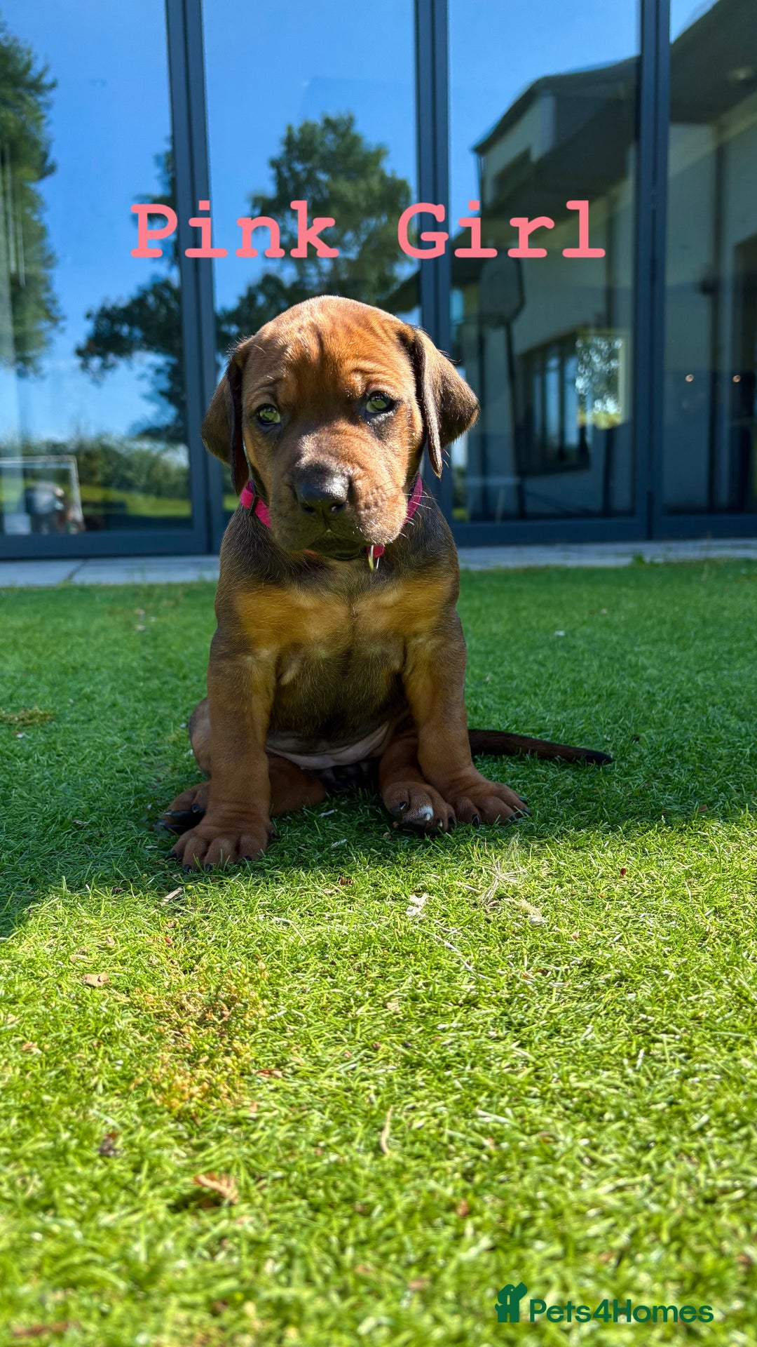 Rhodesian Ridgeback dogs for sale: Outstanding Rhodesian Ridgeback Puppies 🦁 - Image 1