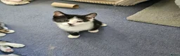 Mixed Breed cats for sale: Beautiful Kittens - 2 Boys & 1 Girl - Ready Now!!! - Advert 9