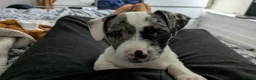 Patterjack dogs for sale: Jack puppy for sale  - Advert 2