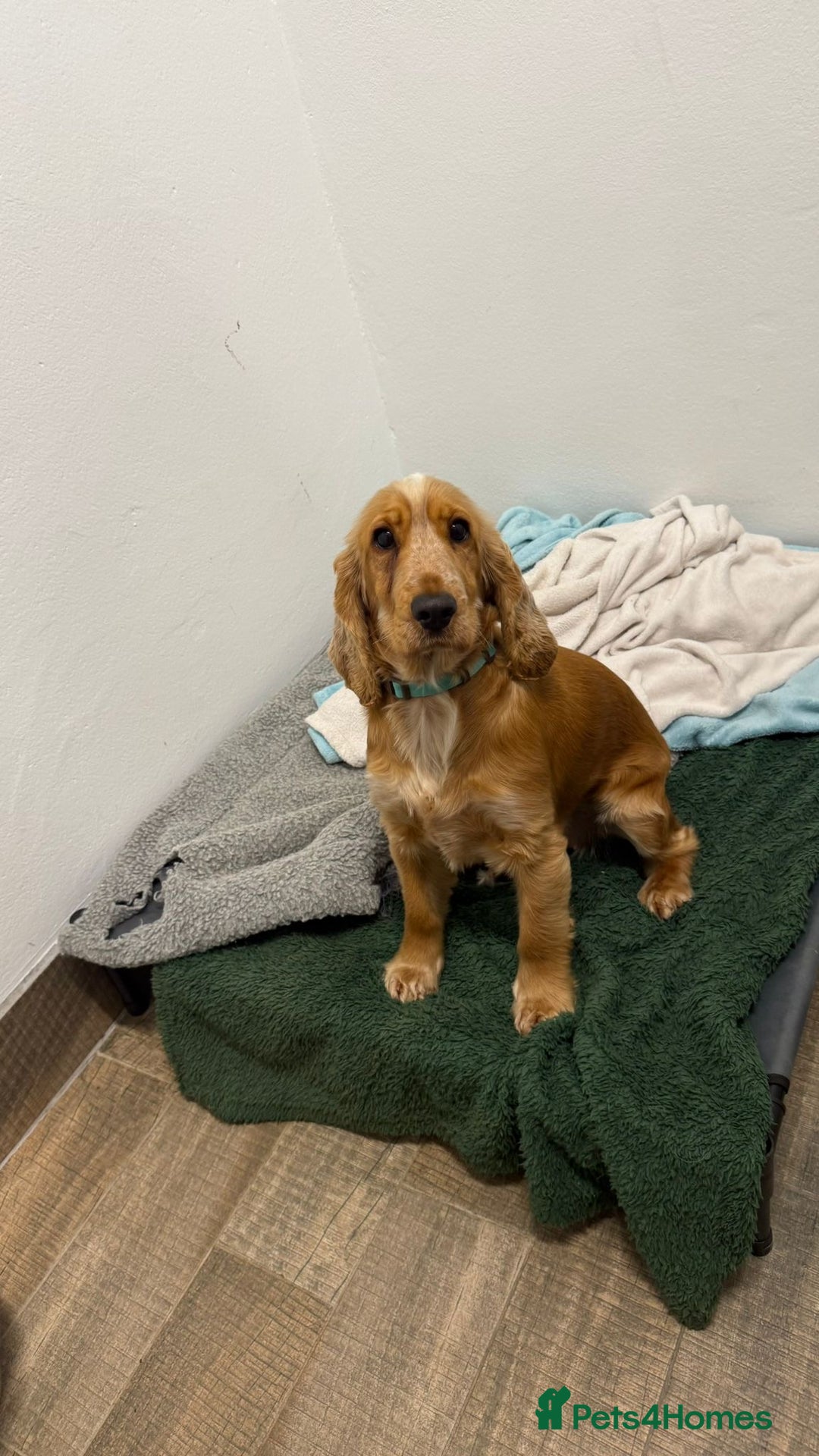 Cocker Spaniel dogs for stud: Honey - Advert 21