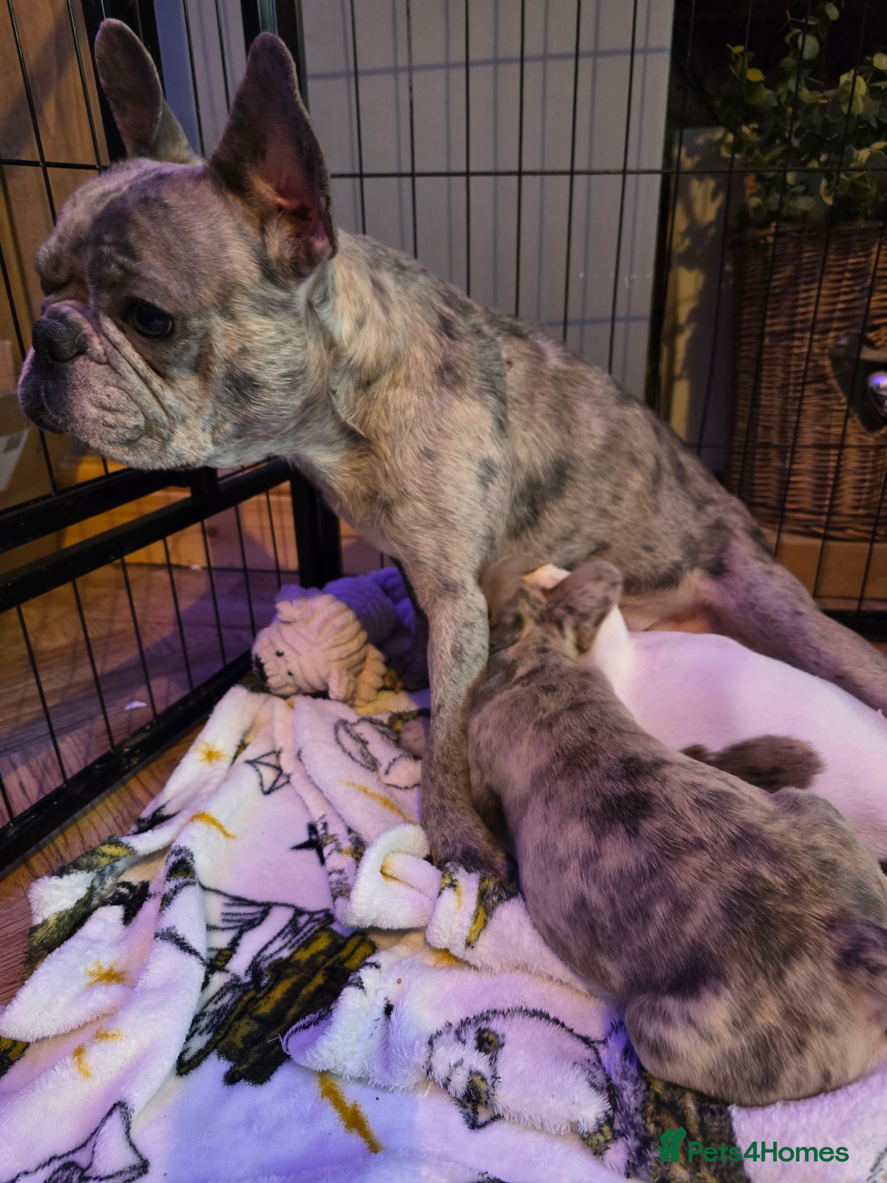 French Bulldog dogs French bulldog merle puppys  - Advert 3