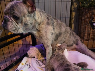 French Bulldog dogs French bulldog merle puppys - Advert 1
