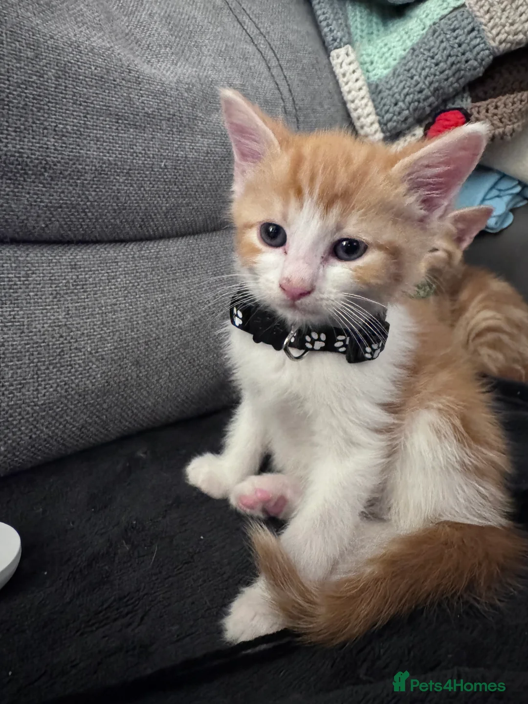 Mixed Breed cats for sale: Beautiful kittens looking for new home ❤️ - Advert 14