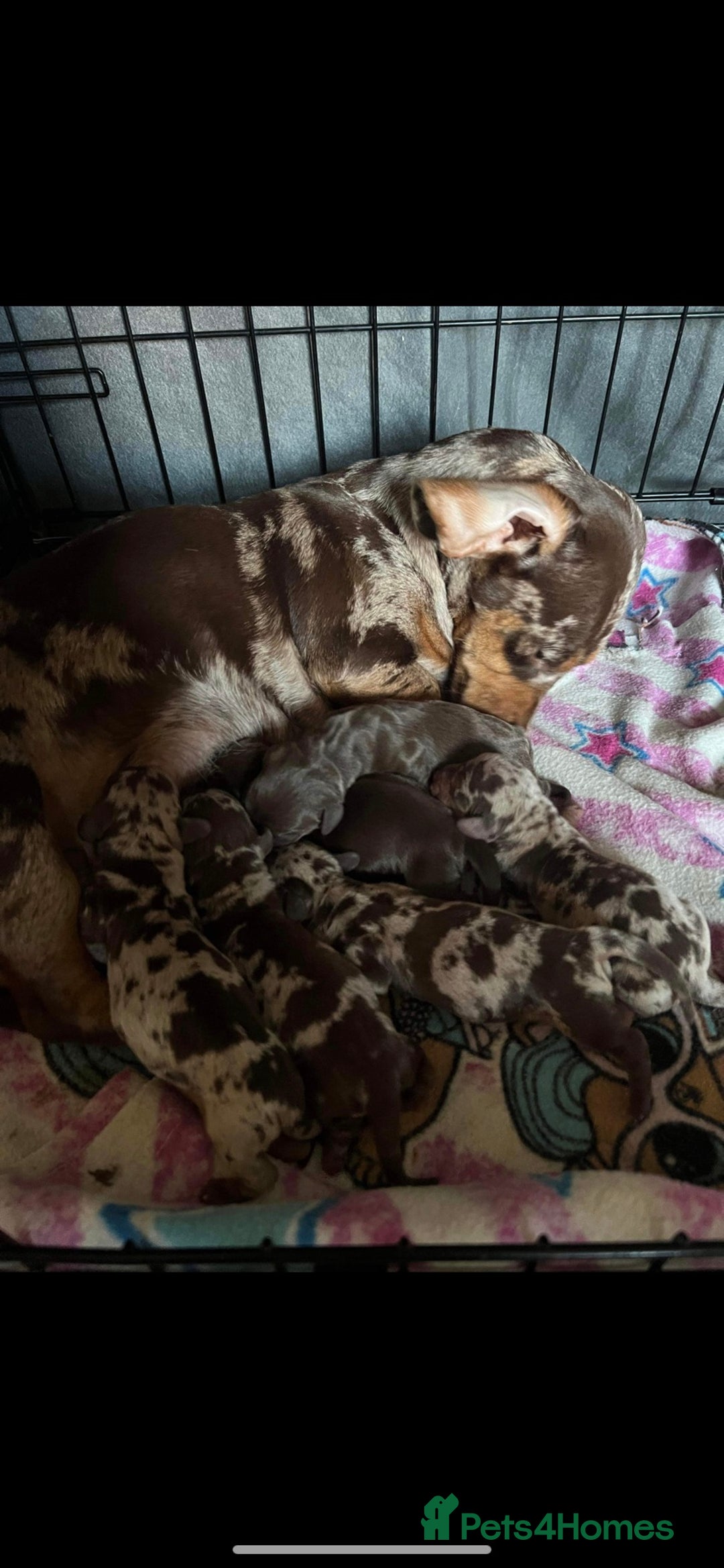 Miniature Dachshund dogs for stud: Proven Choc/Tan Brown Miniature Dachshund for Stud in Swindon - Advert 14