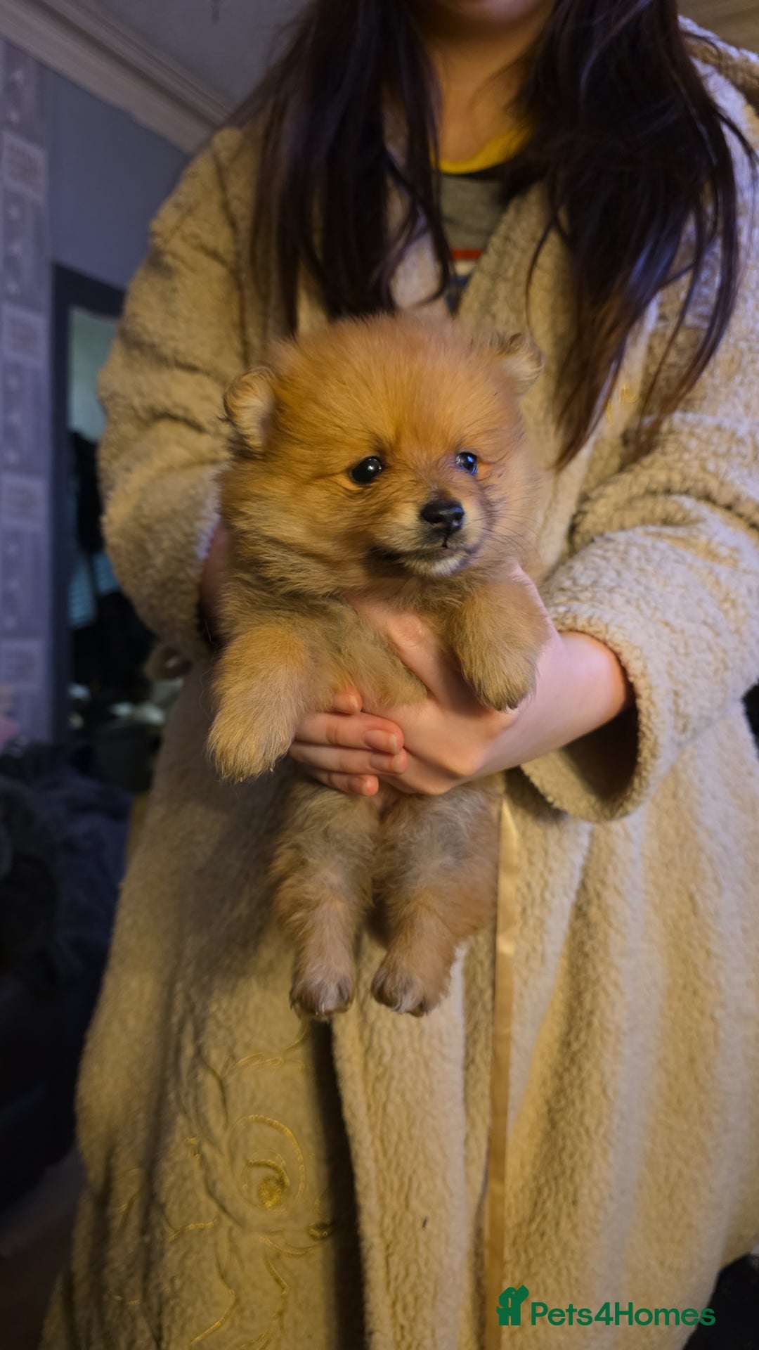 Pomeranian dogs for sale: Pomeranian pups  - Advert 4