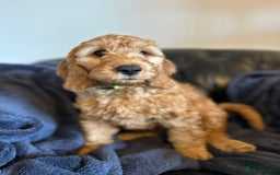 Cockapoo dogs for sale: 5 Gorgeous F2 Cockapoo Puppies Remaining!! 🐶 - Image 18