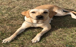 Labrador Retriever dogs for sale: Working Labrador Puppies - Image 2