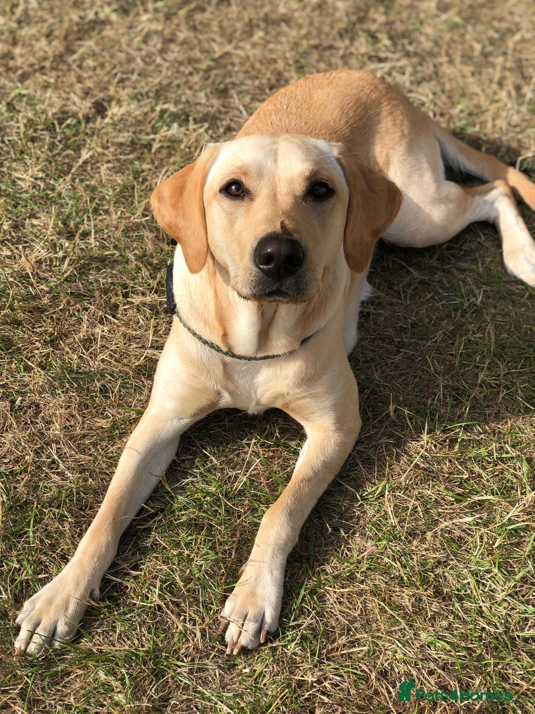 Labrador Retriever dogs for sale: Working Labrador Puppies - Image 2