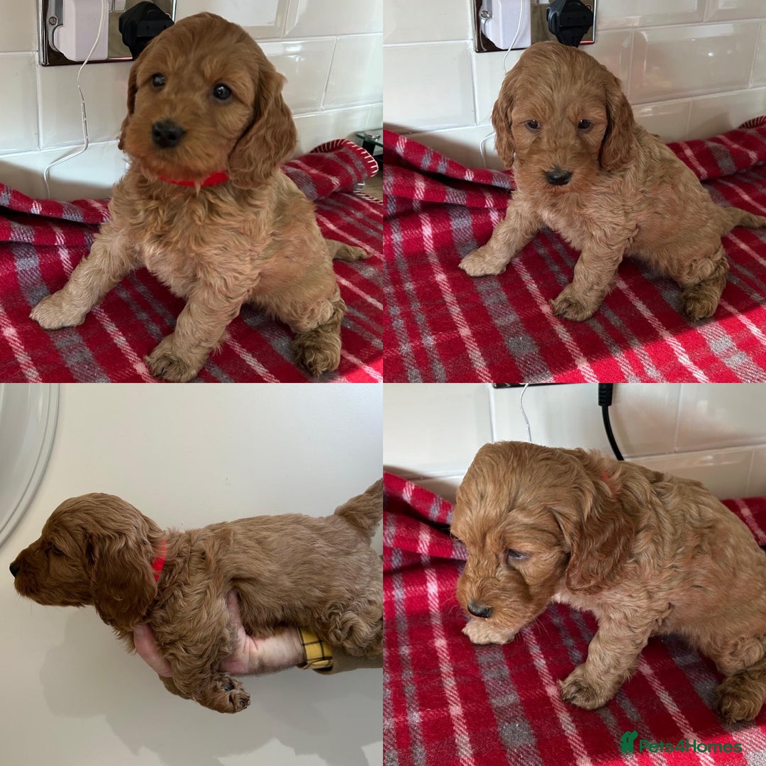 Cockapoo dogs for sale: F1 Miniature Cockapoo  - Advert 27