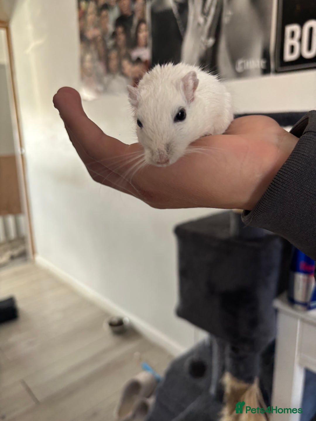 English rabbits for sale: Two handsome gerbils - Image 5