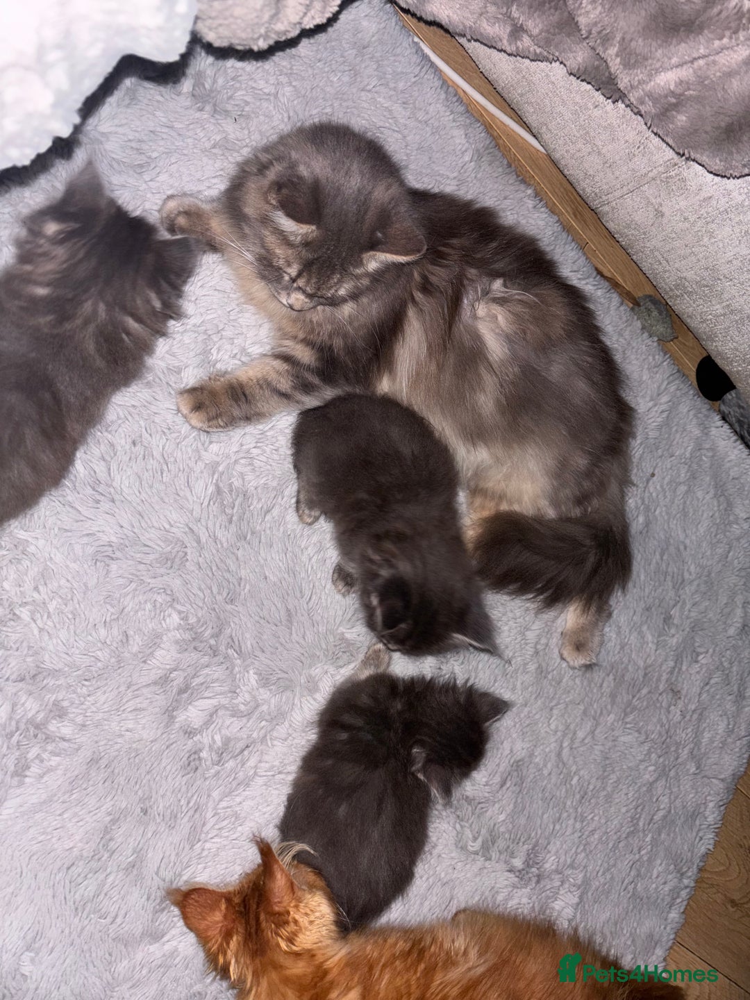 Maine Coon cats for sale: Plush PusZ XXL TICA registered Maine Coon Kittens - Advert 24