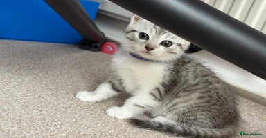 Mixed Breed cats - Advert 6