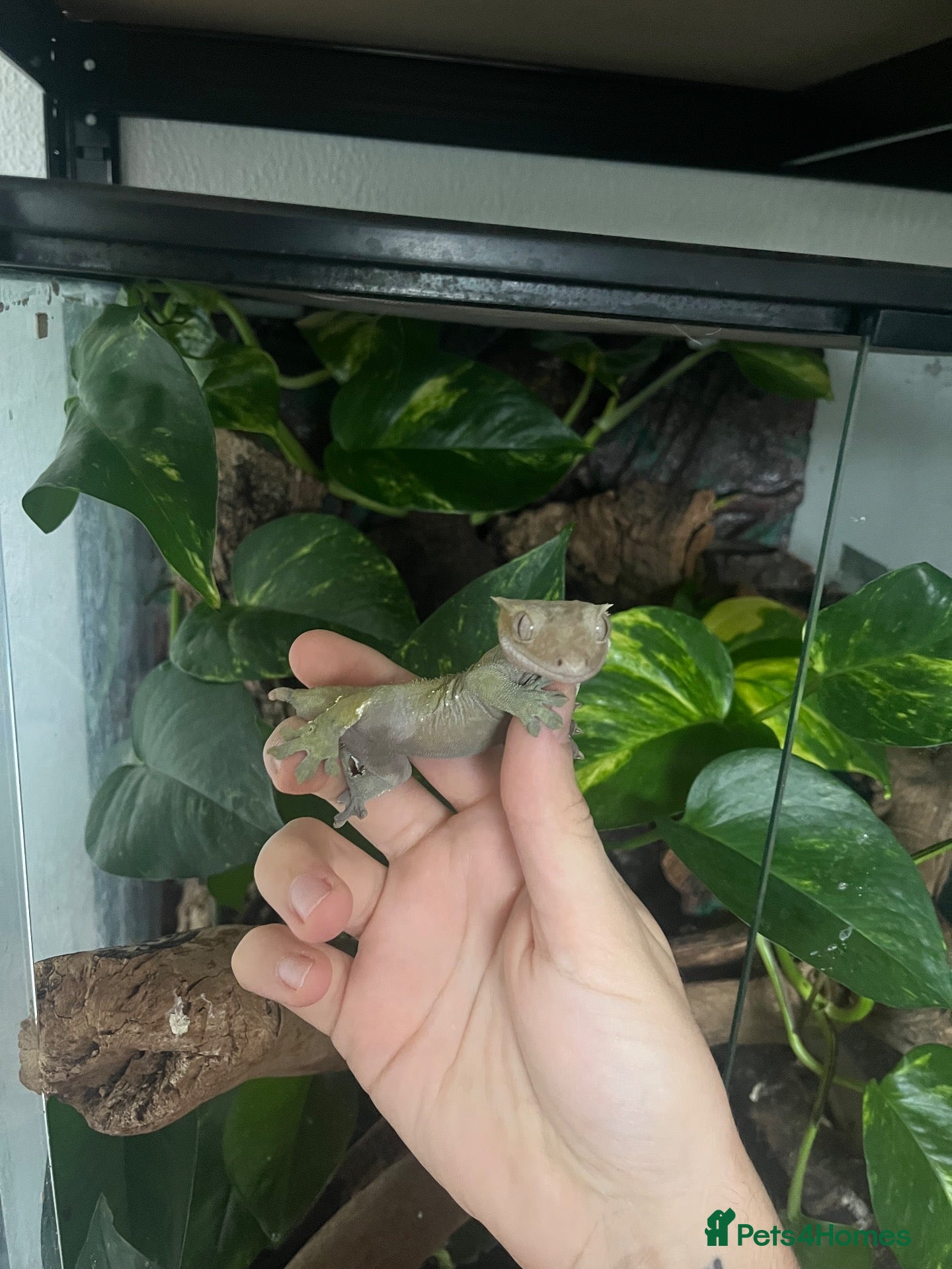 Gecko reptiles Crested gecko - Advert 16