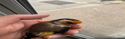 Canaries birds for sale: Goldfinches - Advert 4