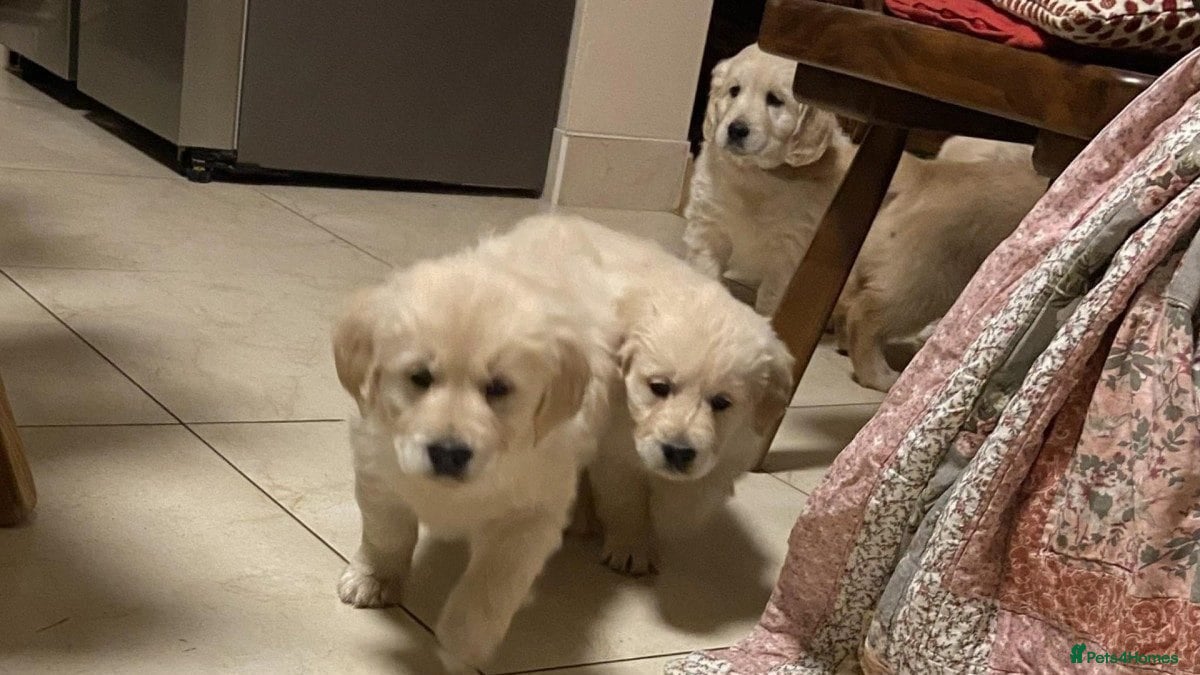 Golden Retriever dogs STUNNING GOLDEN RETRIEVER PUPPIES  - Advert 1