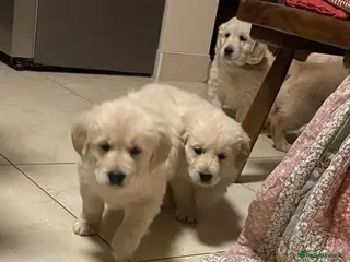 Golden Retriever dogs STUNNING GOLDEN RETRIEVER PUPPIES - Advert 2