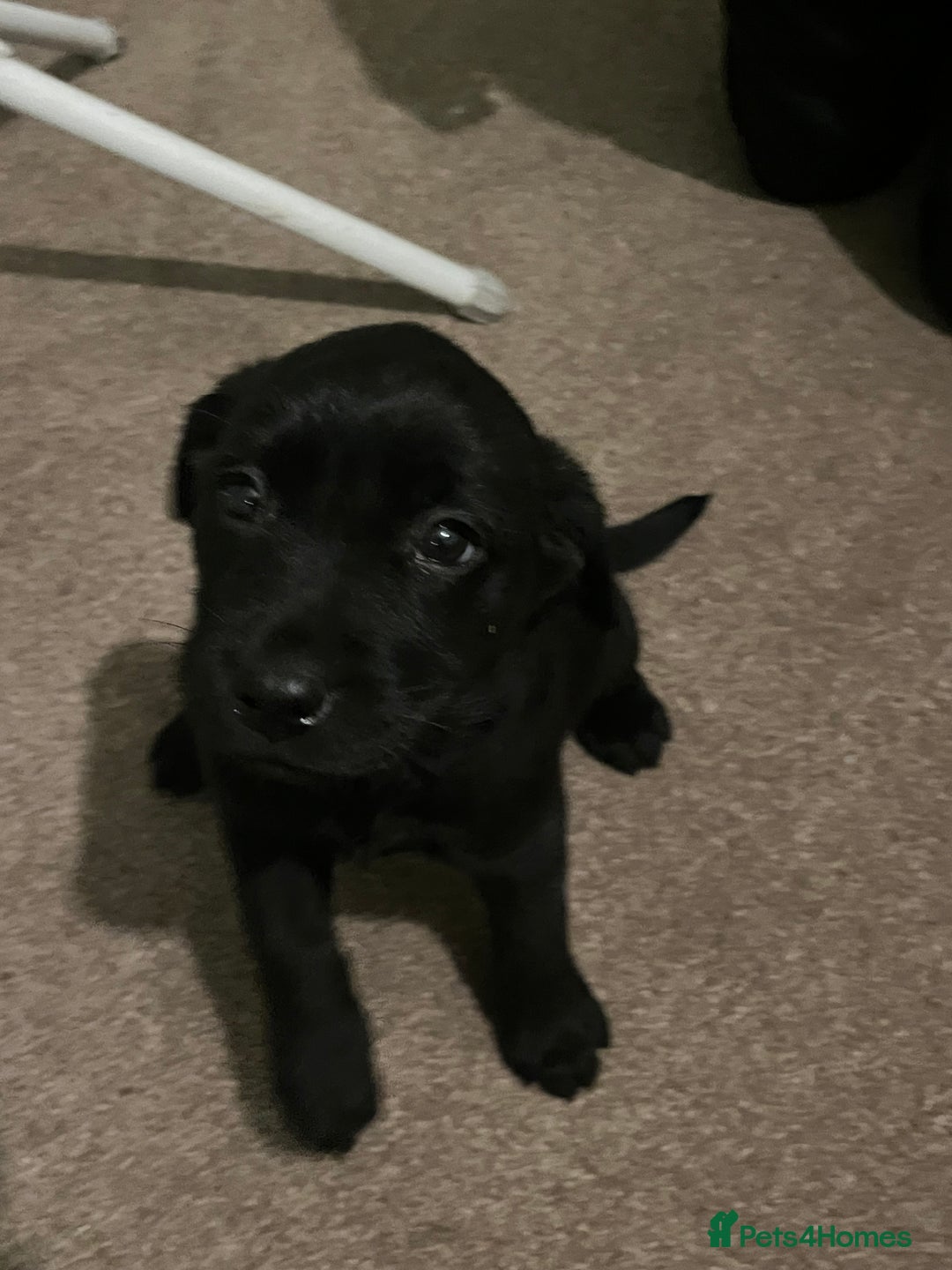 Labrador Retriever dogs for sale: Gamekeeper bred labrador pups - Advert 1