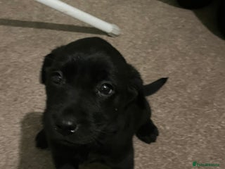 Labrador Retriever dogs Gamekeeper bred labrador pups - Advert 1