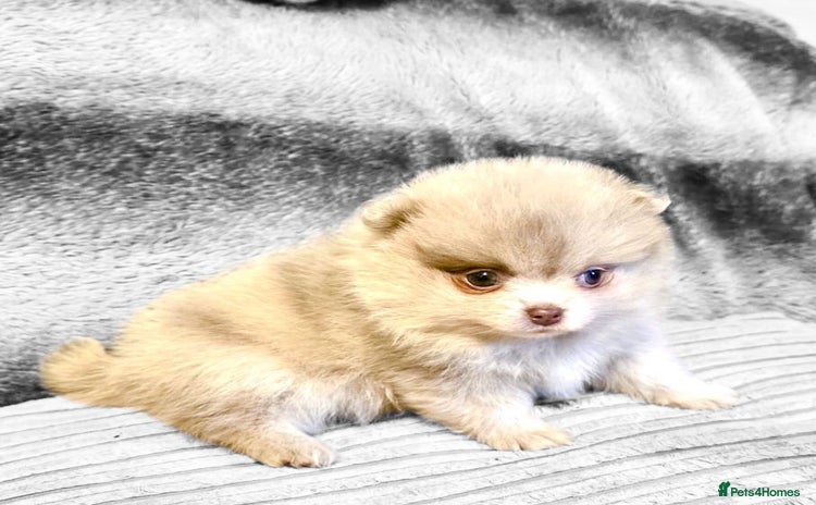 Pomeranian dogs - Advert 12