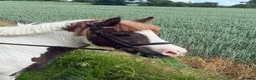 Welsh Section C horses for sale: 12.2 Family/PC Pony - Advert 6