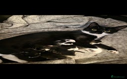 Mixed Breed cats for sale: Beautiful kittens for furever homes - Image 1