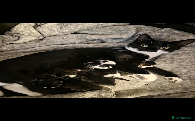 Mixed Breed cats - Advert 1