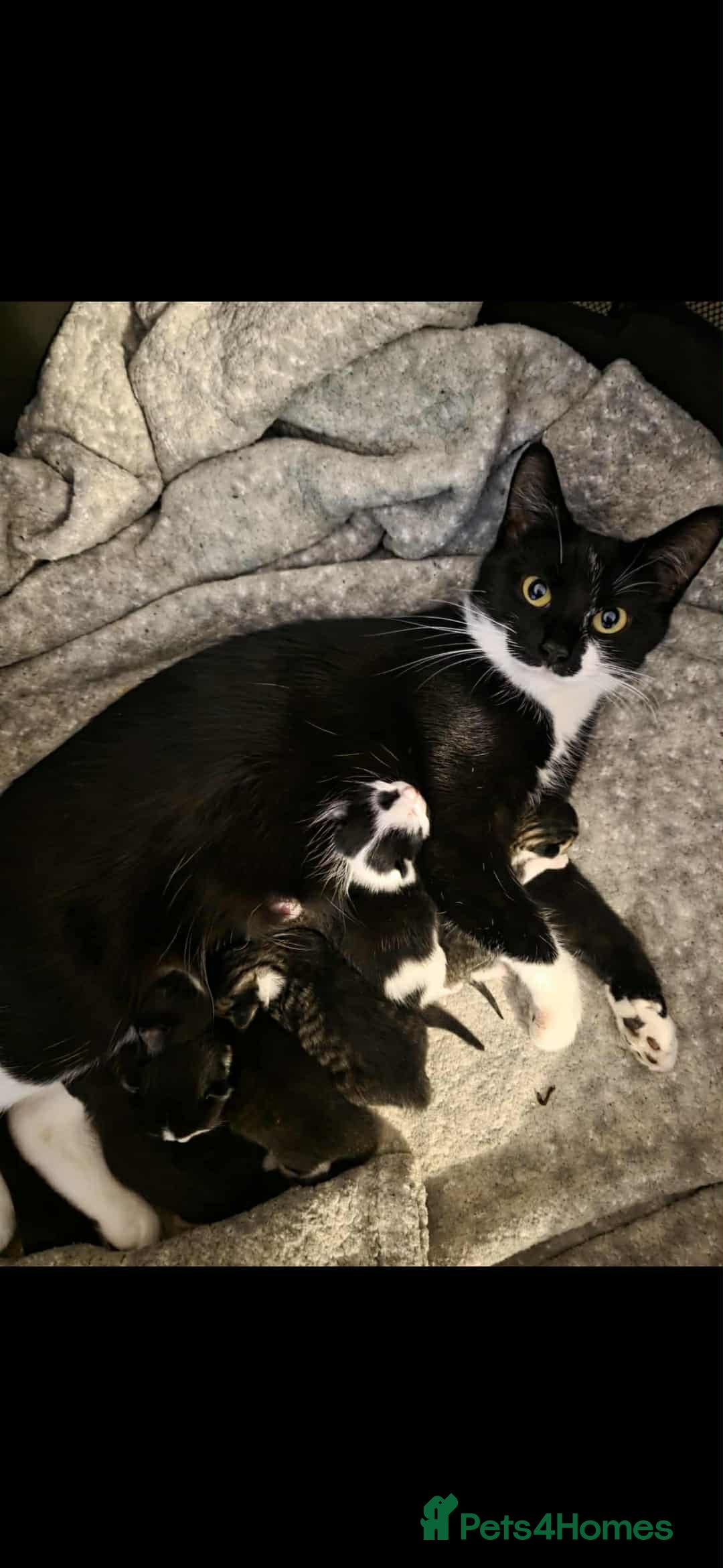 Mixed Breed cats for sale: Beautiful kittens for furever homes - Image 1