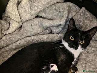 Mixed Breed cats Beautiful kittens for furever homes - Advert 5