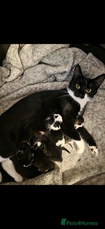 Mixed Breed cats - Advert 1