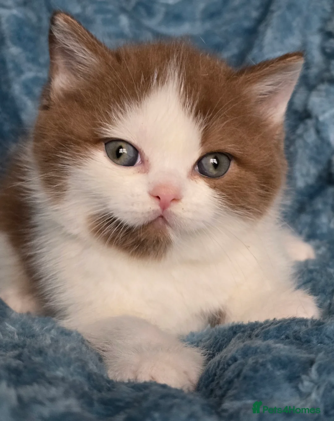 British Shorthair cats for sale: TICA registered British shorthair kittens - Advert 31