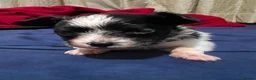 Papillon dogs for sale: Papillon puppies for sale - Advert 11