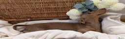 Miniature Dachshund dogs for sale: Miniature dachshund puppies - Advert 16