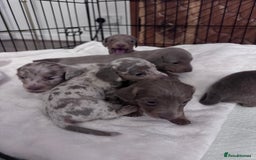 Miniature Dachshund dogs for sale: Gorgeous Miniature Daschunds  - Image 14