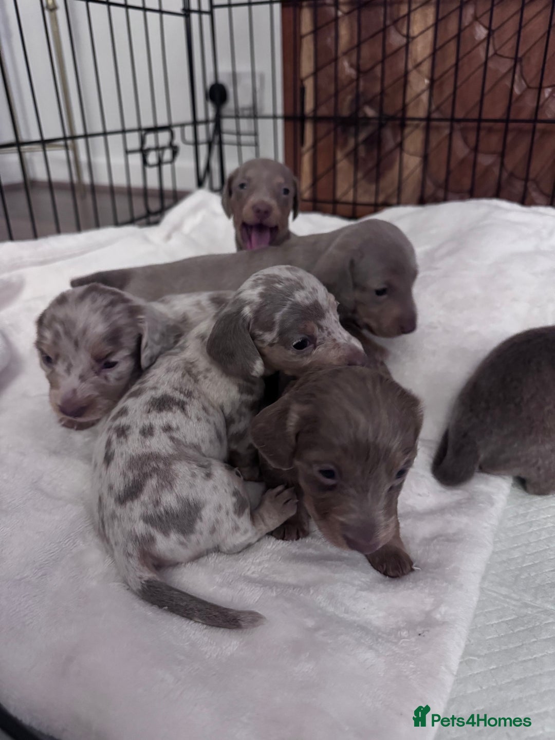 Miniature Dachshund dogs for sale: Gorgeous Miniature Daschunds  - Image 14