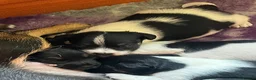 Jack Russell dogs for sale: Beautiful litter of Jack Russel puppies  in Milnthorpe - Advert 20