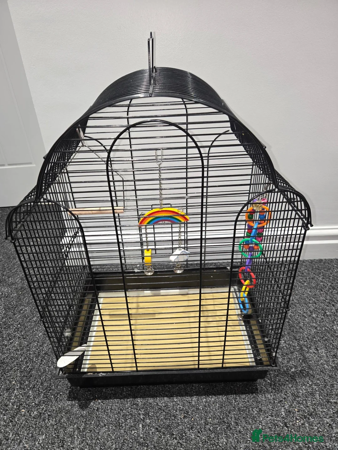 Budgerigars birds for sale: Male budgie - Advert 2