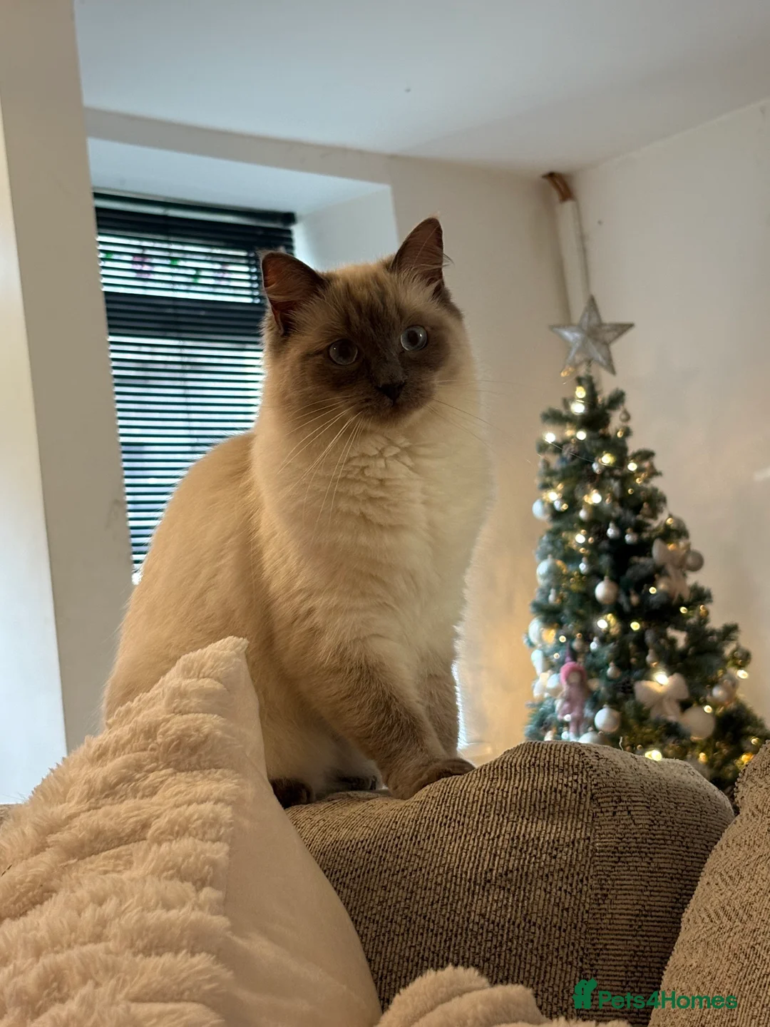 Ragdoll cats for sale: Ragdoll female  in Aberdare - Advert 2