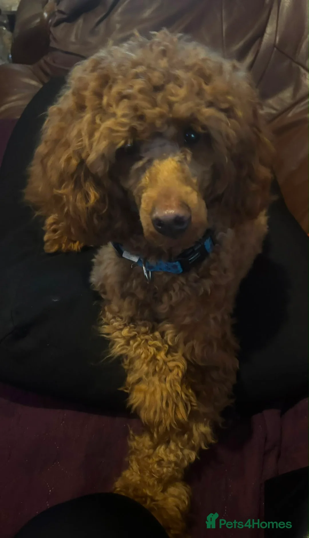 Miniature Poodle dogs for sale: Miniature poodle boys, ready to leave  - Advert 15
