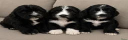 Saint Berdoodle dogs for sale: Striking and Rare Saint Bernadoodle Pups - Advert 1