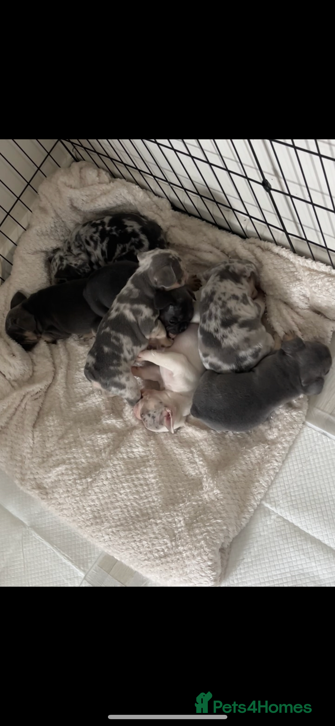 French Bulldog dogs for sale: READY NOW French bulldog puppies  - Advert 20