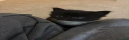 Domestic Shorthair cats for sale: Beautiful Black Female Kitten in Leeds - Advert 5