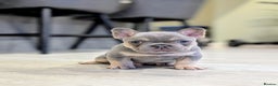 French Bulldog dogs for sale: Beautiful health clear French bulldogs - Advert 5