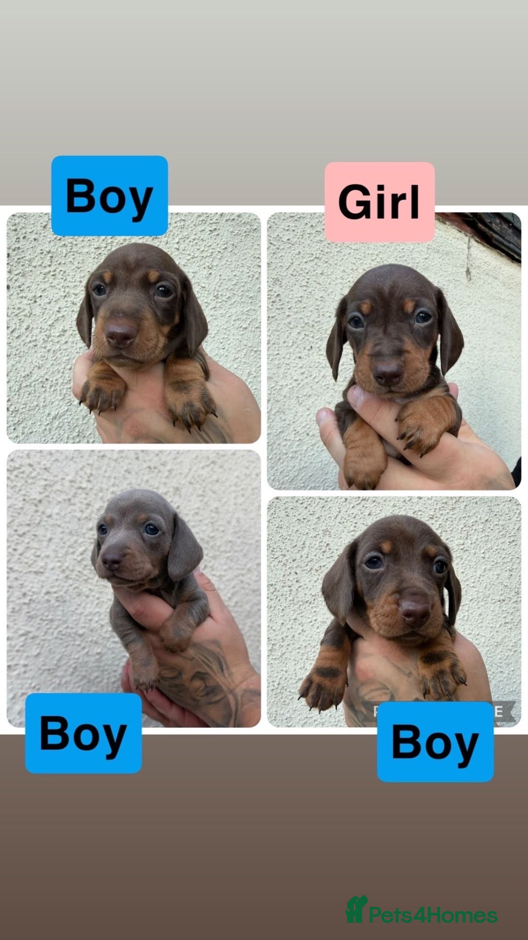 Miniature Dachshund dogs Stunning Miniature Dachshund pups  - Advert 1
