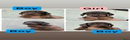 Miniature Dachshund dogs for sale: Stunning Miniature Dachshund pups  - Advert 1
