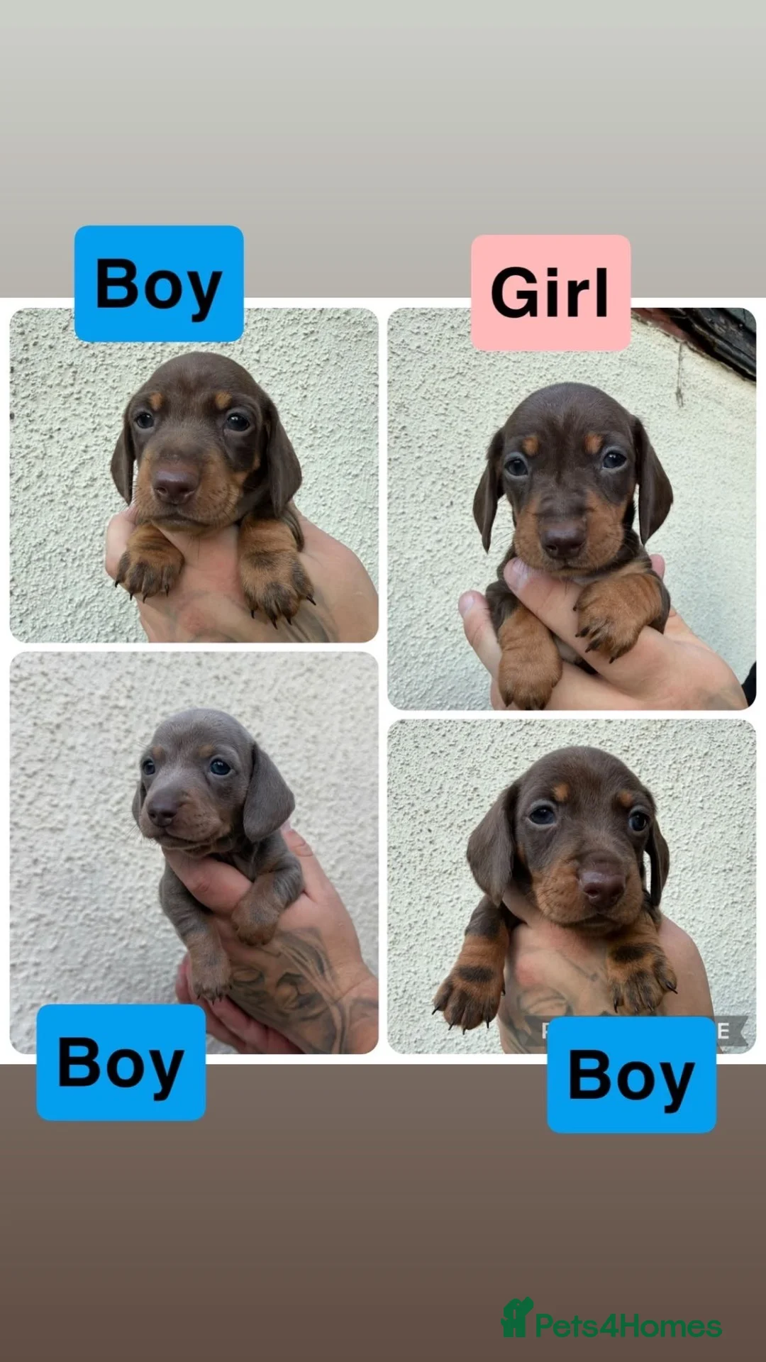 Miniature Dachshund dogs for sale: Stunning Miniature Dachshund pups  - Advert 1